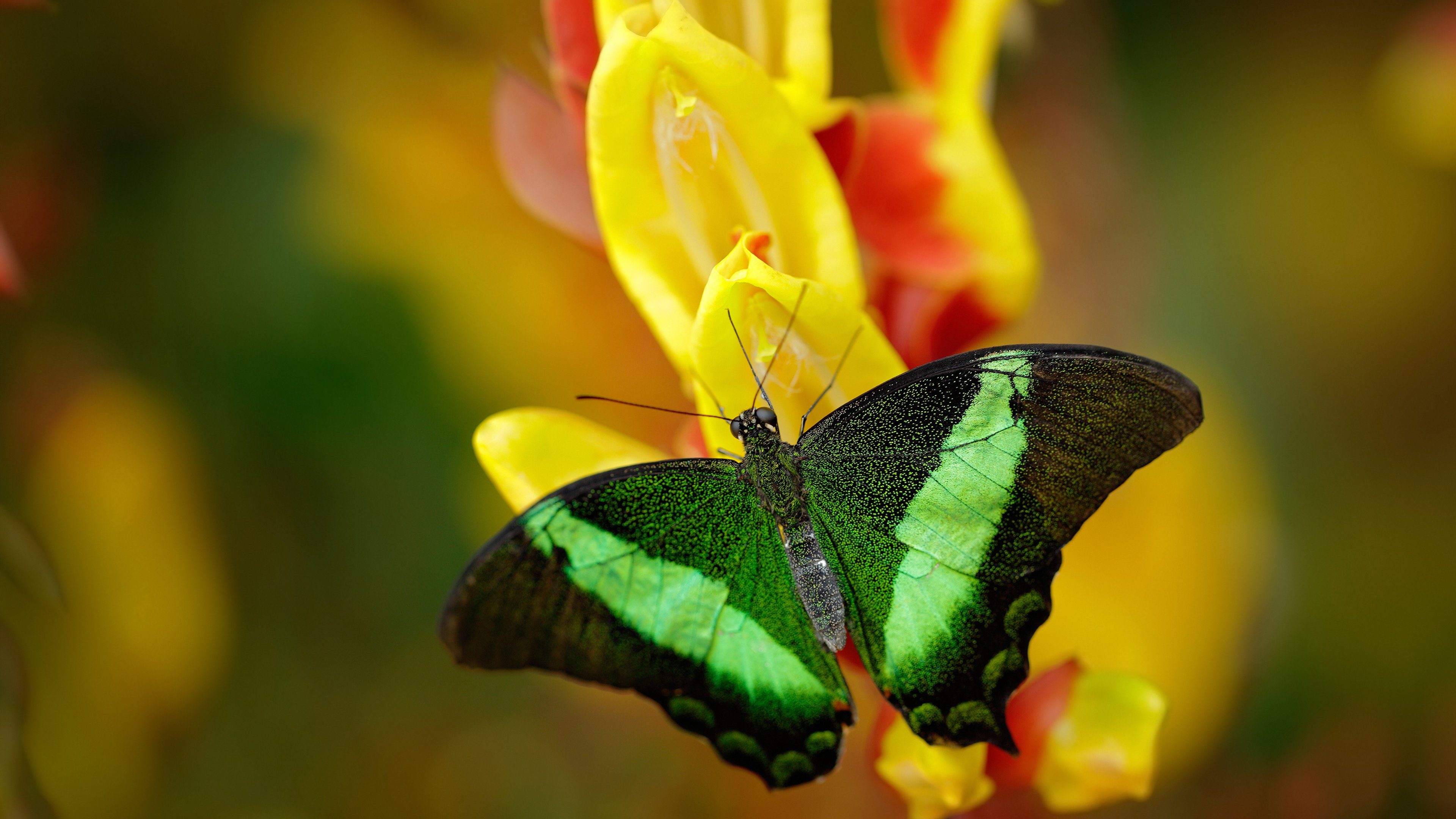 意大利骑手吉尔·托马斯在2024年国际马术联合会障碍赛世界巡回赛中获得个人第六名,表现出色。