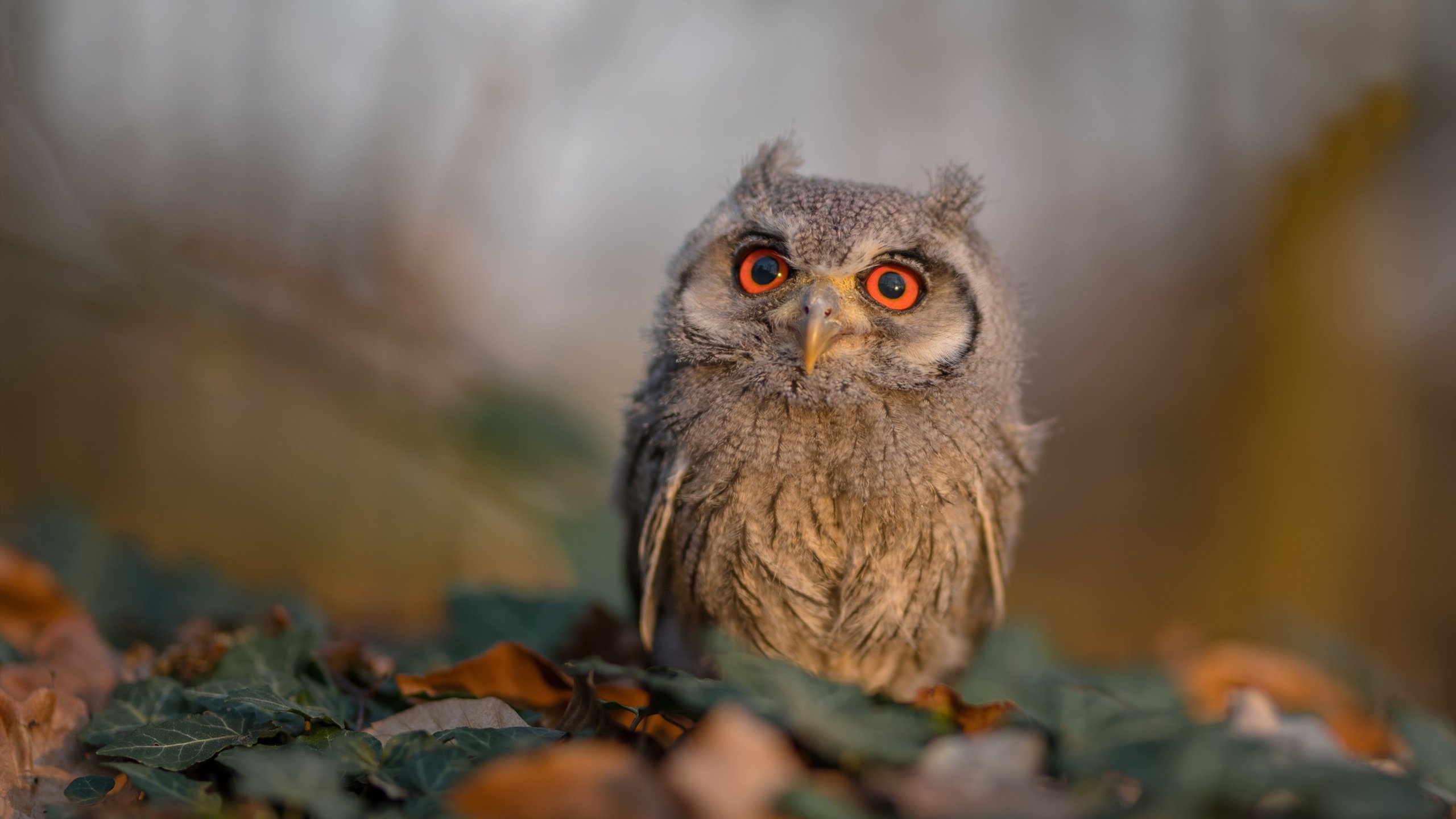 开云网页版登录入口-_城际骑行比赛：城市之间的极速旅程_，城市赛自行车