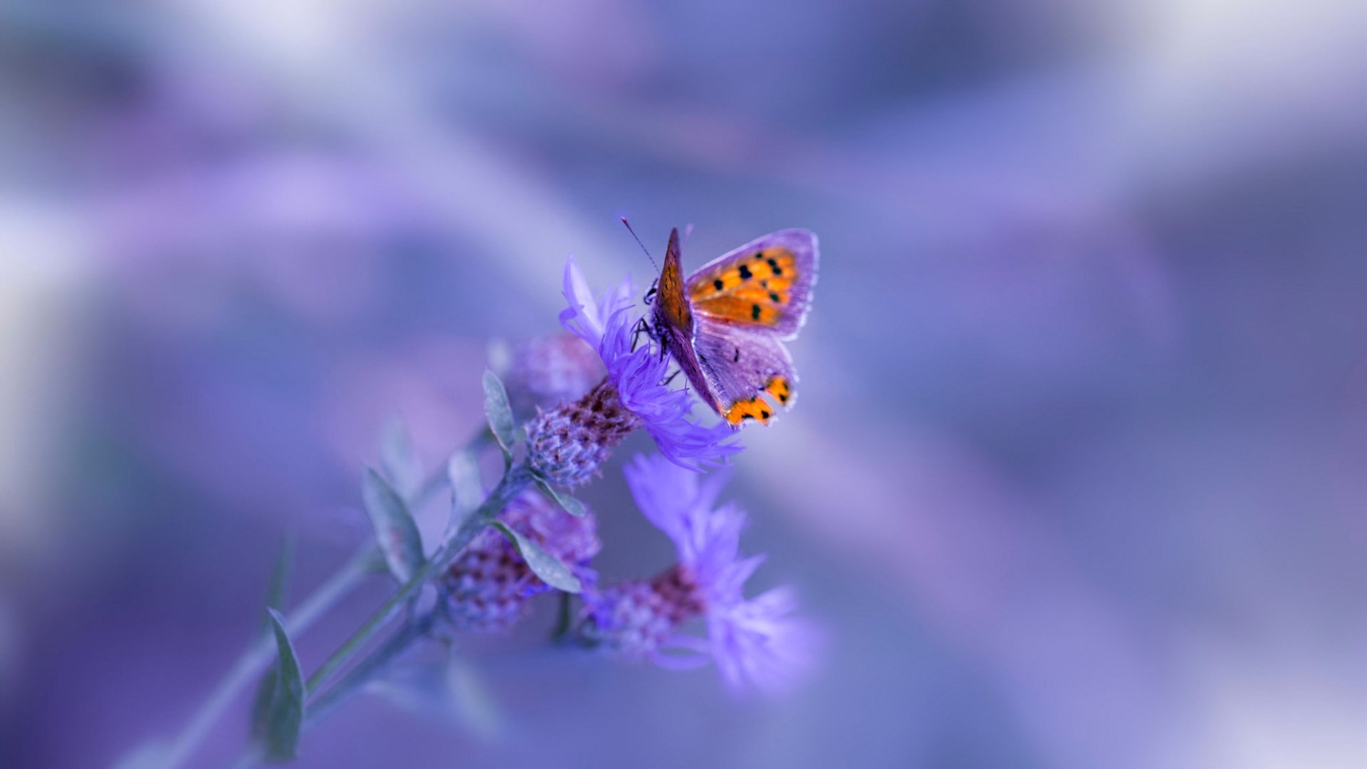 开云娱乐-全场焦点：李明全面爆发，攻防两端都留下一道亮丽的足迹！，李明tomo